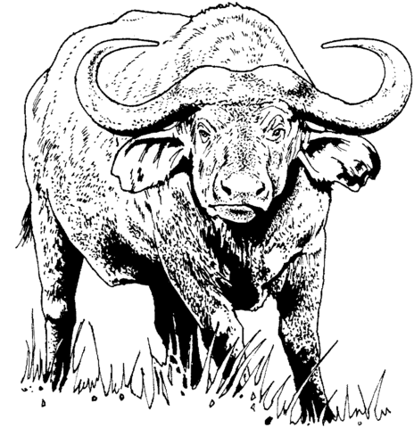 African Buffalo (Cape Buffalo) Coloring Page